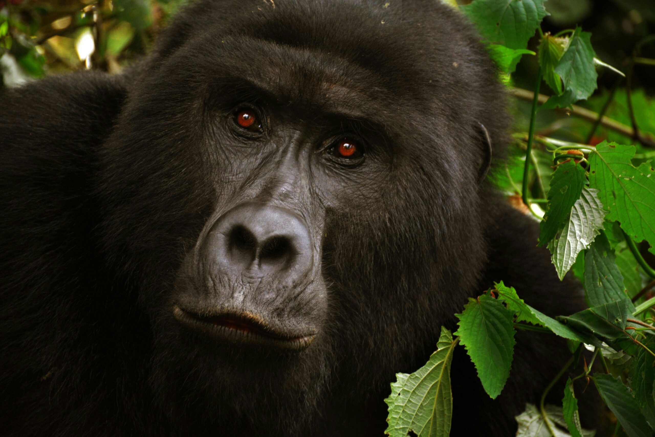 A close-up shot of a gorilla surrounded by lush green foliage, showcasing its intense expression.