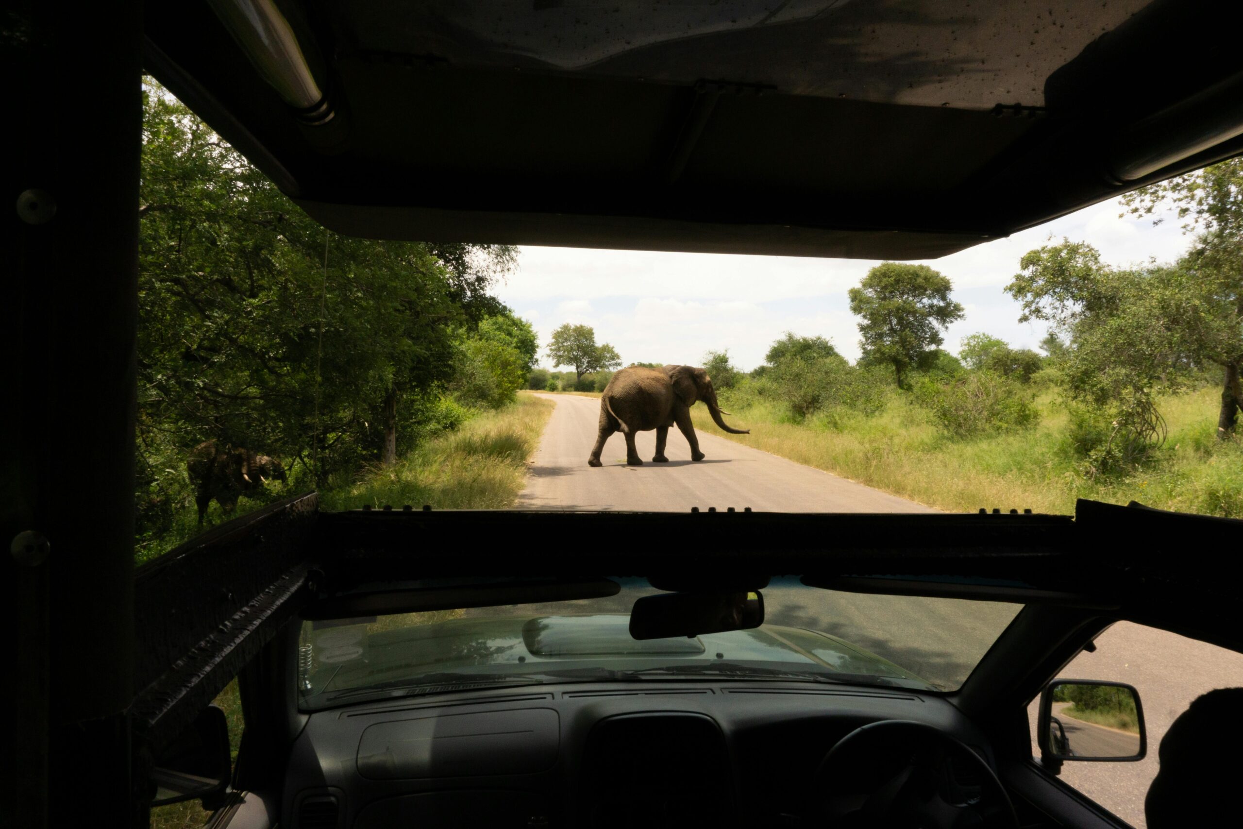 An African elephant walks across a road during a safari in South African wilderness.
